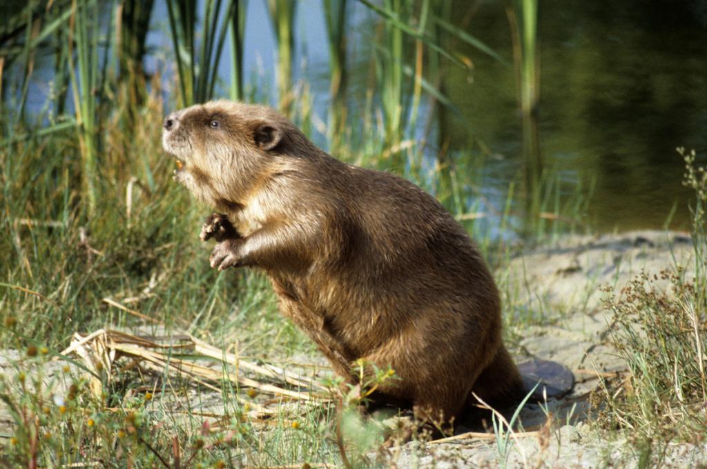 Voronezh State Nature Reserve
