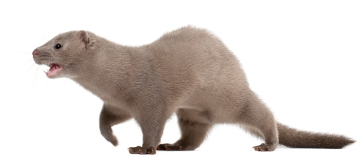 how to choose a mink coat