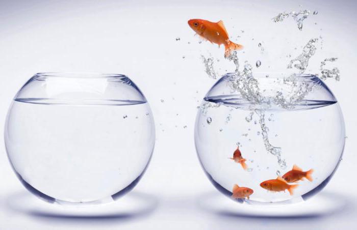  what is a comfort zone and how to get out of it