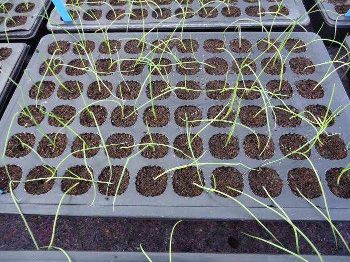 onion on the windowsill cultivation