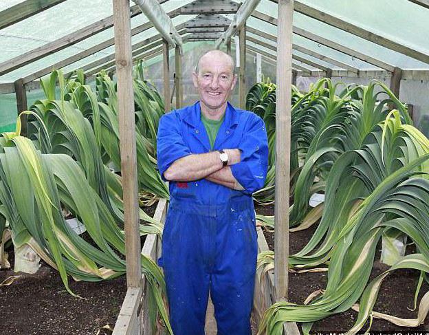 onion cultivation methods