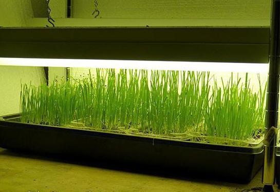 growing onions in winter