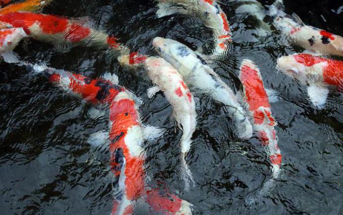 carp fish diseases