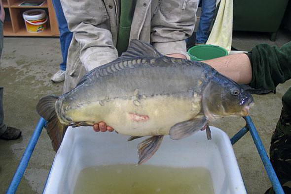 carp diseases dangerous to humans