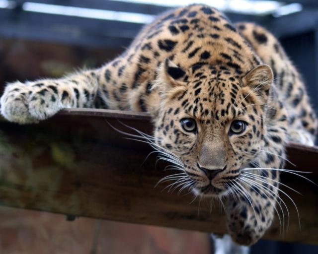 Lazovsky Reserve photo