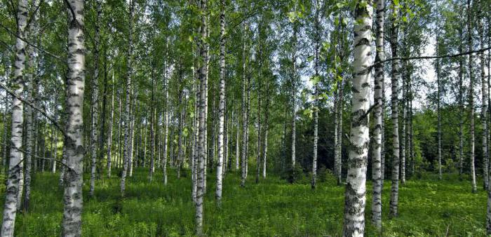 forest species types