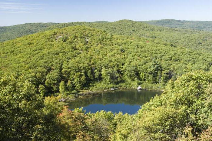 three types of forests