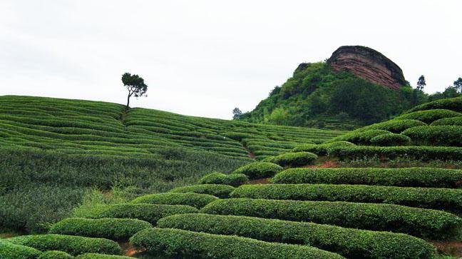 what is the name of the most expensive tea in the world
