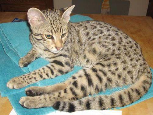 the most expensive cat breeds