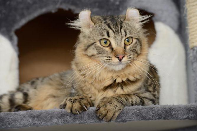 most expensive cats description