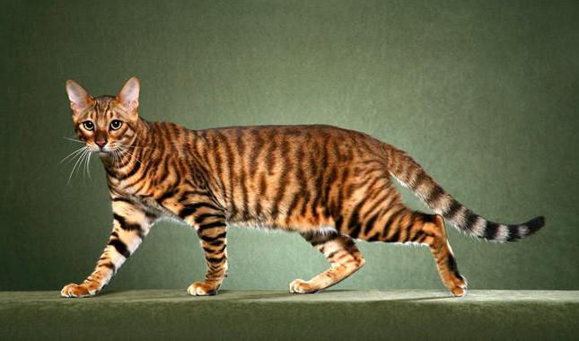 the most expensive breeds