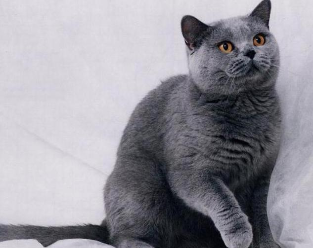 kao mani diamond eye