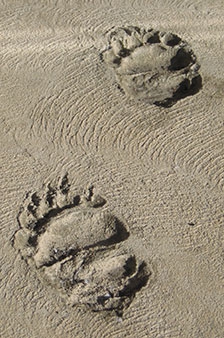 forensic traological examination