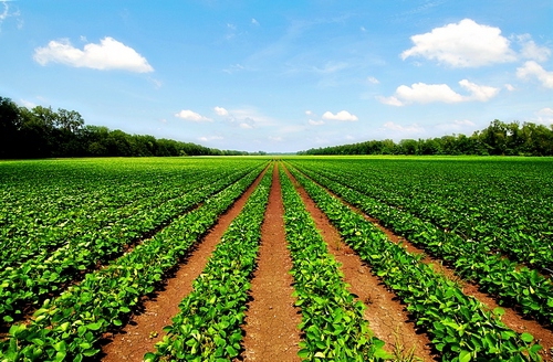 preemptive right to purchase agricultural land