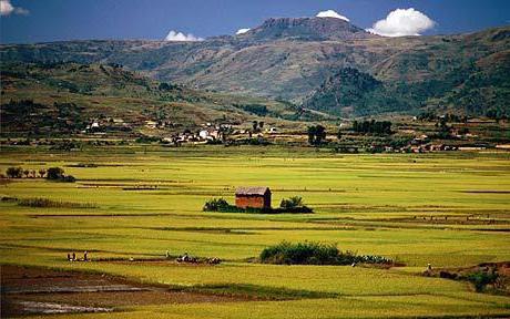 net economic rent is