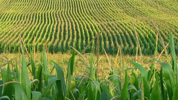 occurrence of economic rent