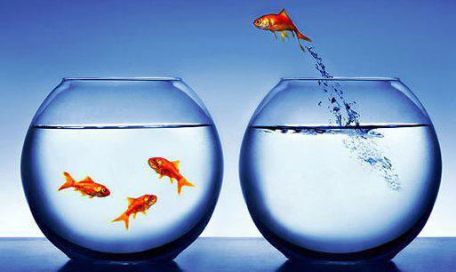 functional organizational structure of management