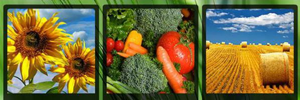 procedure for calculating and paying a single agricultural tax