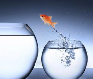 reorganization affiliation