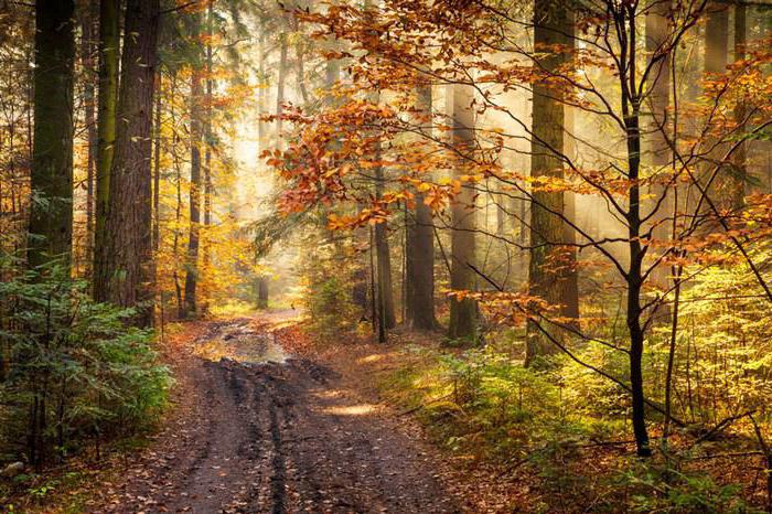 public easement on the land