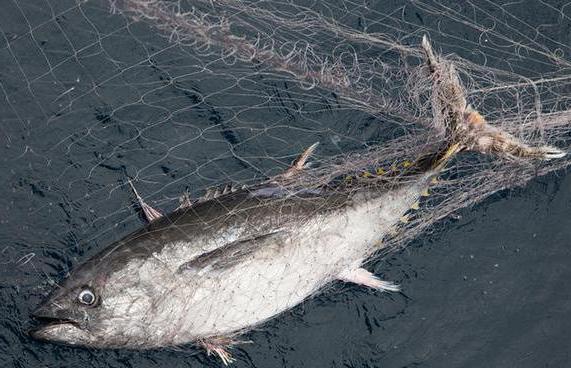 sentences under st 256 uk rf