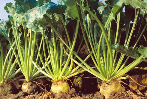 sugar beet production