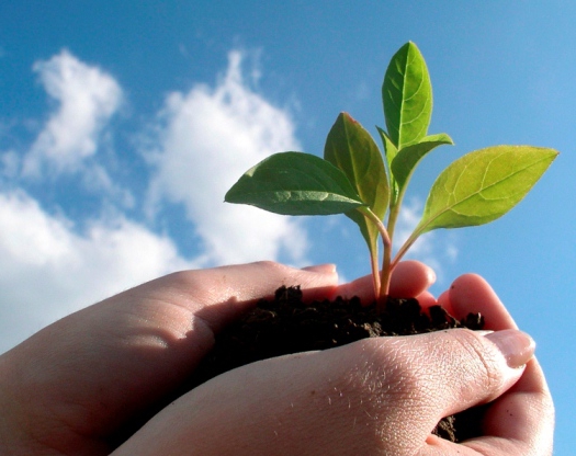 alliance insurance company