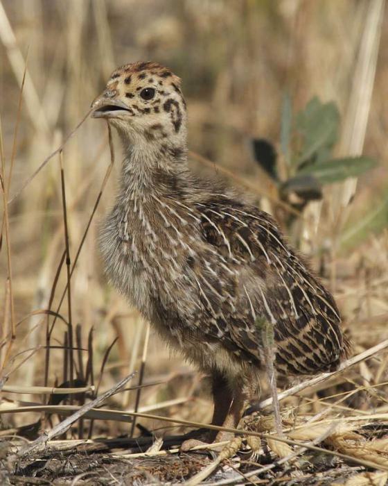 partridge breeding at home in detail