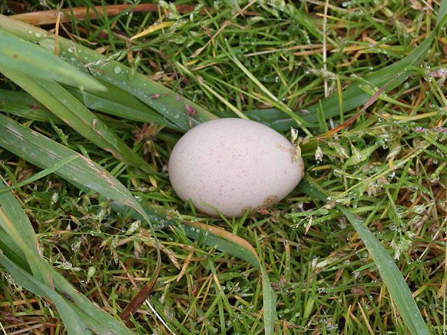 partridge breeding at home