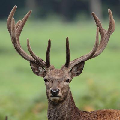breeding domestic deer