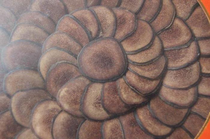  deer breeding in Russia