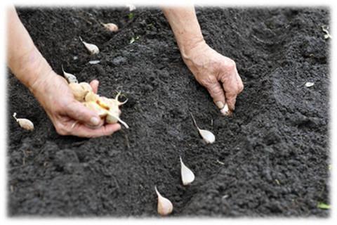 growing garlic reviews