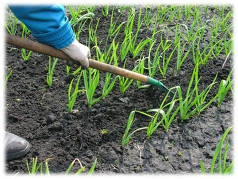 cultivating garlic varieties