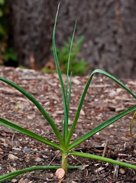 growing onion garlic