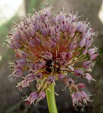 garlic growing technology