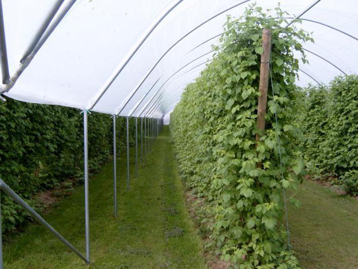 raspberry growing care
