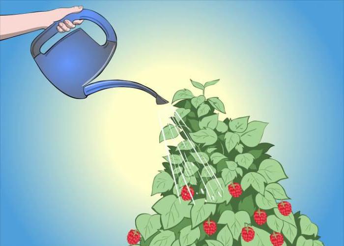 remontant raspberry growing