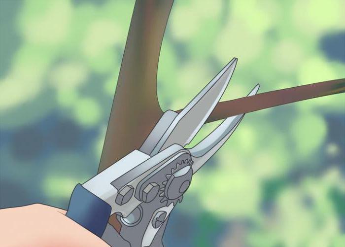 raspberry care and cultivation