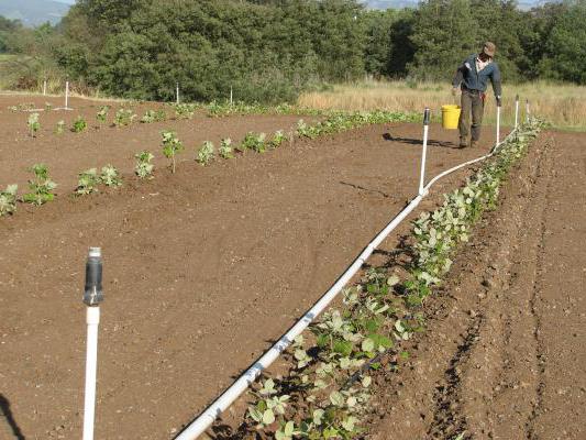 care and cultivation of remont raspberries