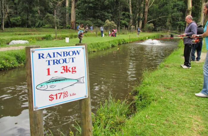 trout breeding in the pond as a business