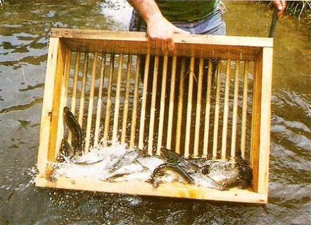 trout breeding in the pond technology and equipment