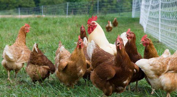 how to earn living in a village