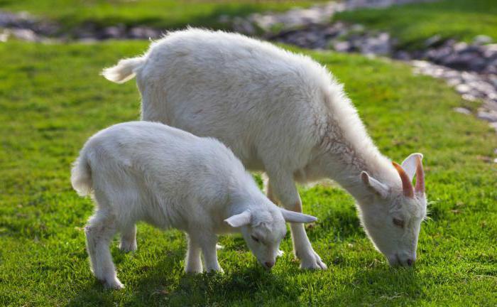 Animal breeding methods