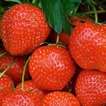 Industrial strawberry cultivation
