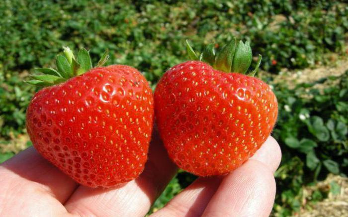 Industrial cultivation of strawberries in a greenhouse all year round