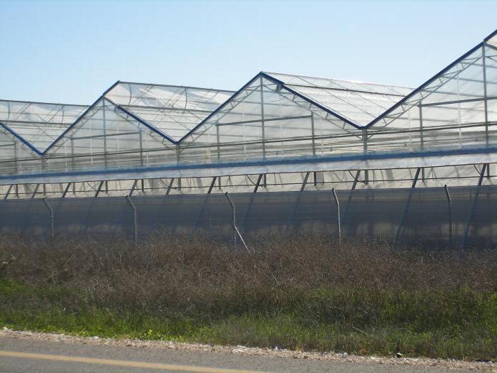 Growing strawberries on an industrial scale