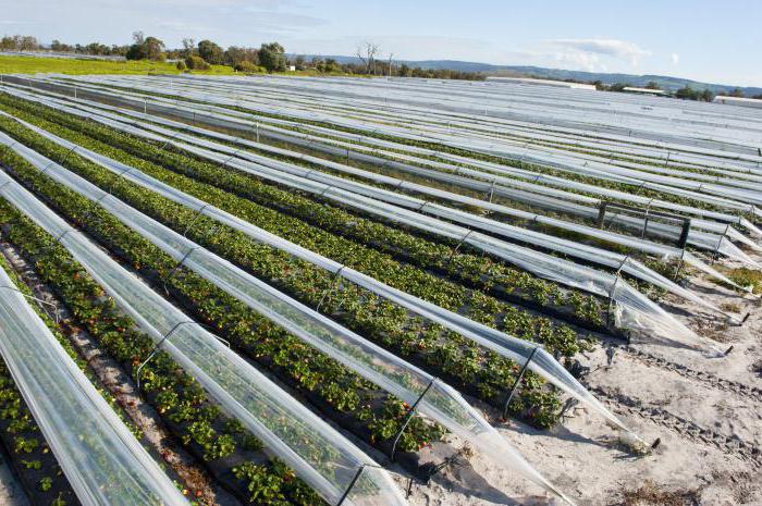 Industrial cultivation of strawberries in the open field