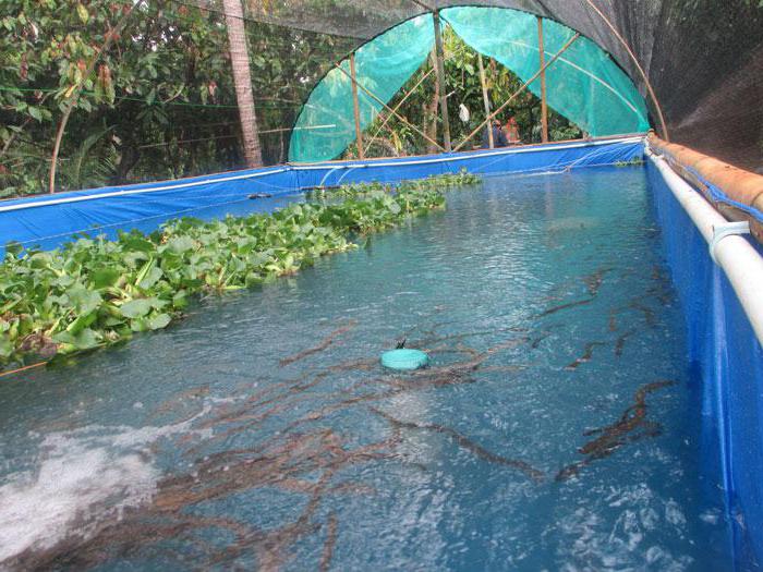 Artificial fish pools