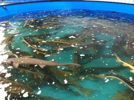 Fish farming as a business