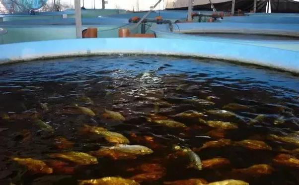 Fish farming